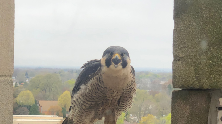 peregrine falcon looking at us