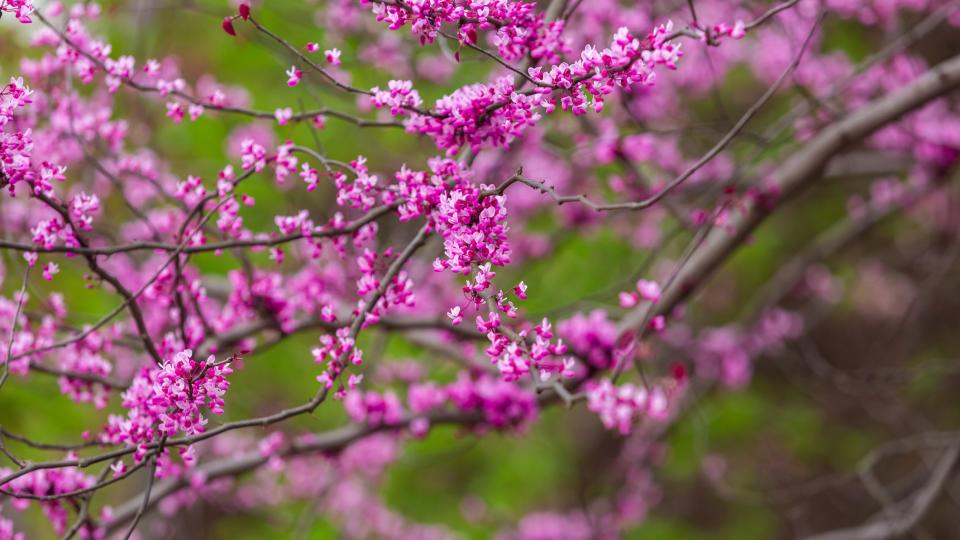 eastern redbud tree in bloom