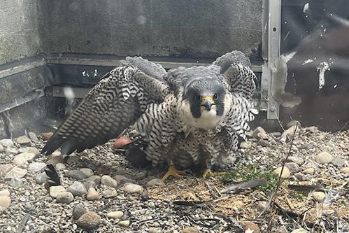 County launches Peregrine Falcon EarthCam