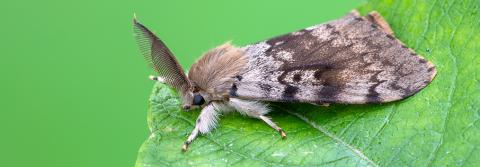 Picture of a full grown Spongy Moth on a leaf
