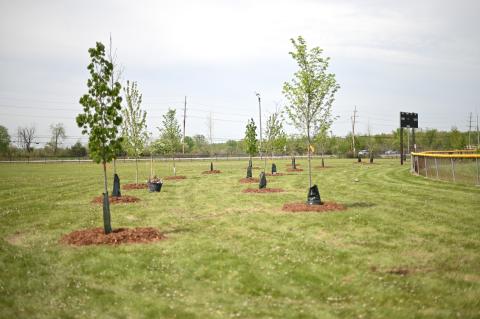 newly planted trees in a field