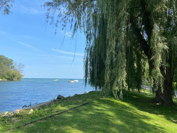 view of a lake from the shoreline with a weeping willow