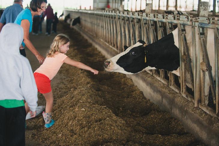 Picutre of a child reaching out to pet a cow