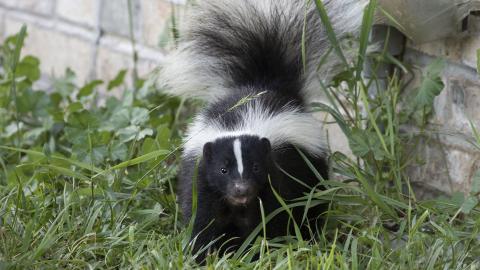 Skunk in grass next to wall