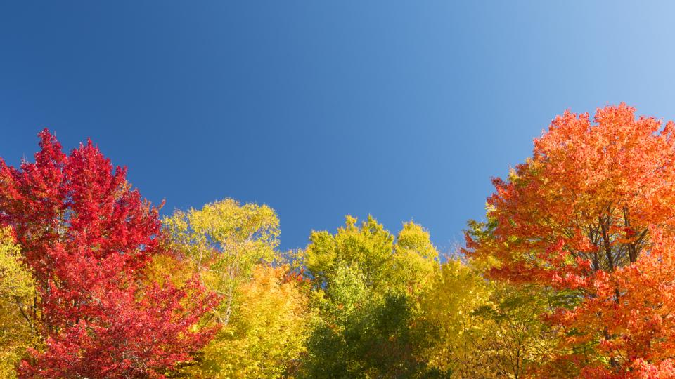 fall leaves against a blue sky