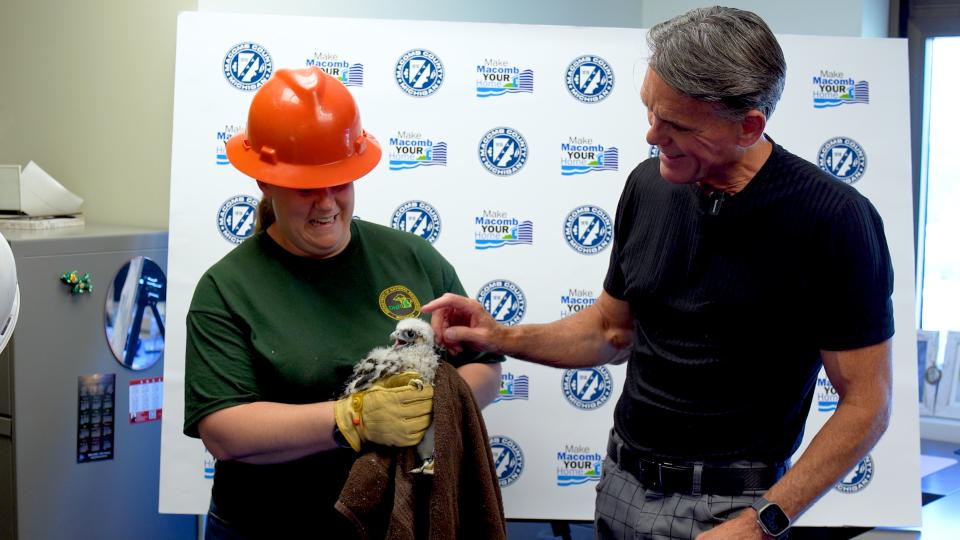 Mark and Hackel and DNR name baby peregrine falcon 