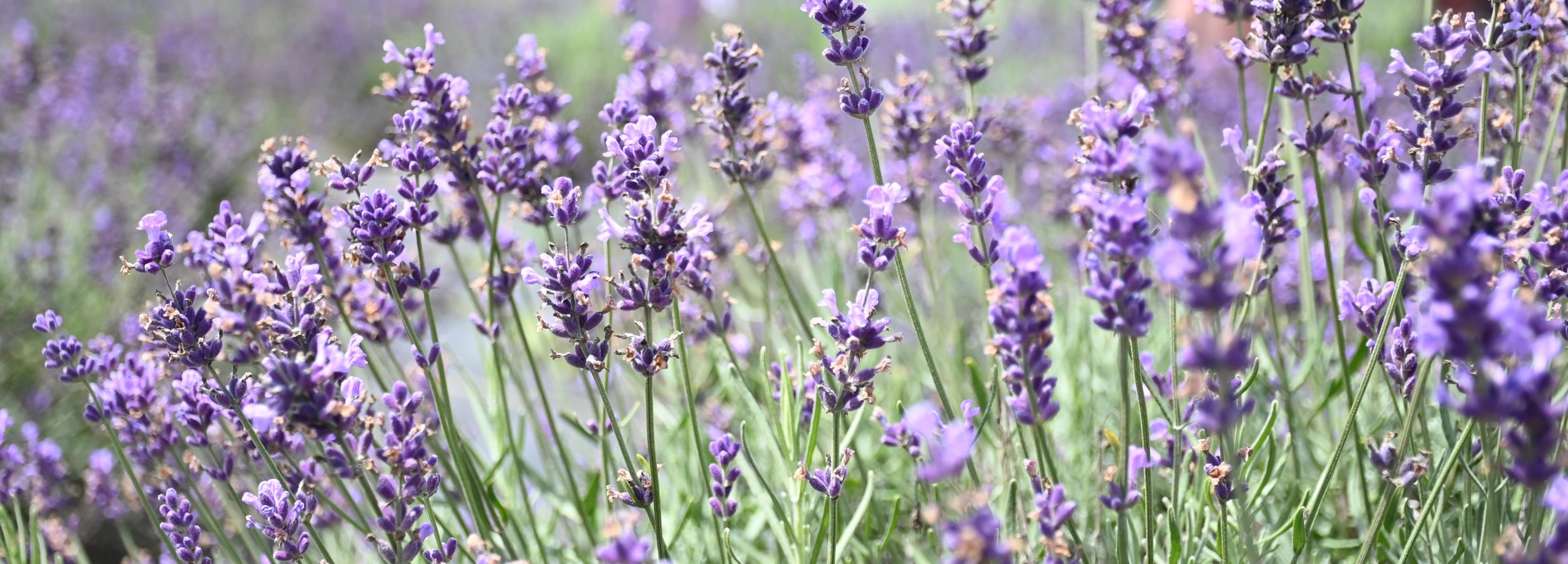 a bee rests on a sprig of lavender