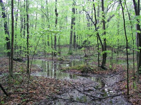 wooded area with a small stream