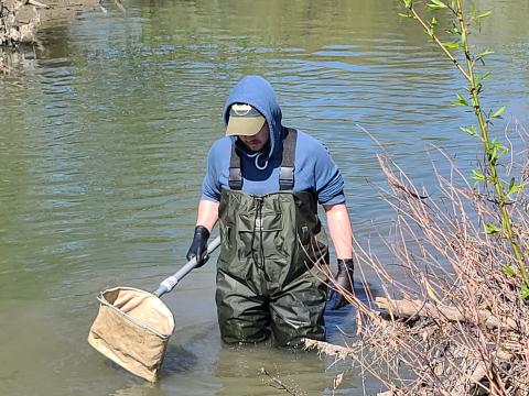 Man wearing waders carrying net in stream conducting monitoring activities
