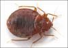 bedbug picture