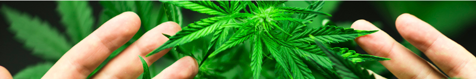 marijuana_plant_leaf
